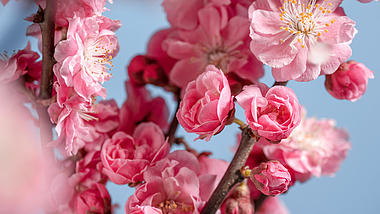 4K樱花春天盛开绽放开花开放过程视频的预览图