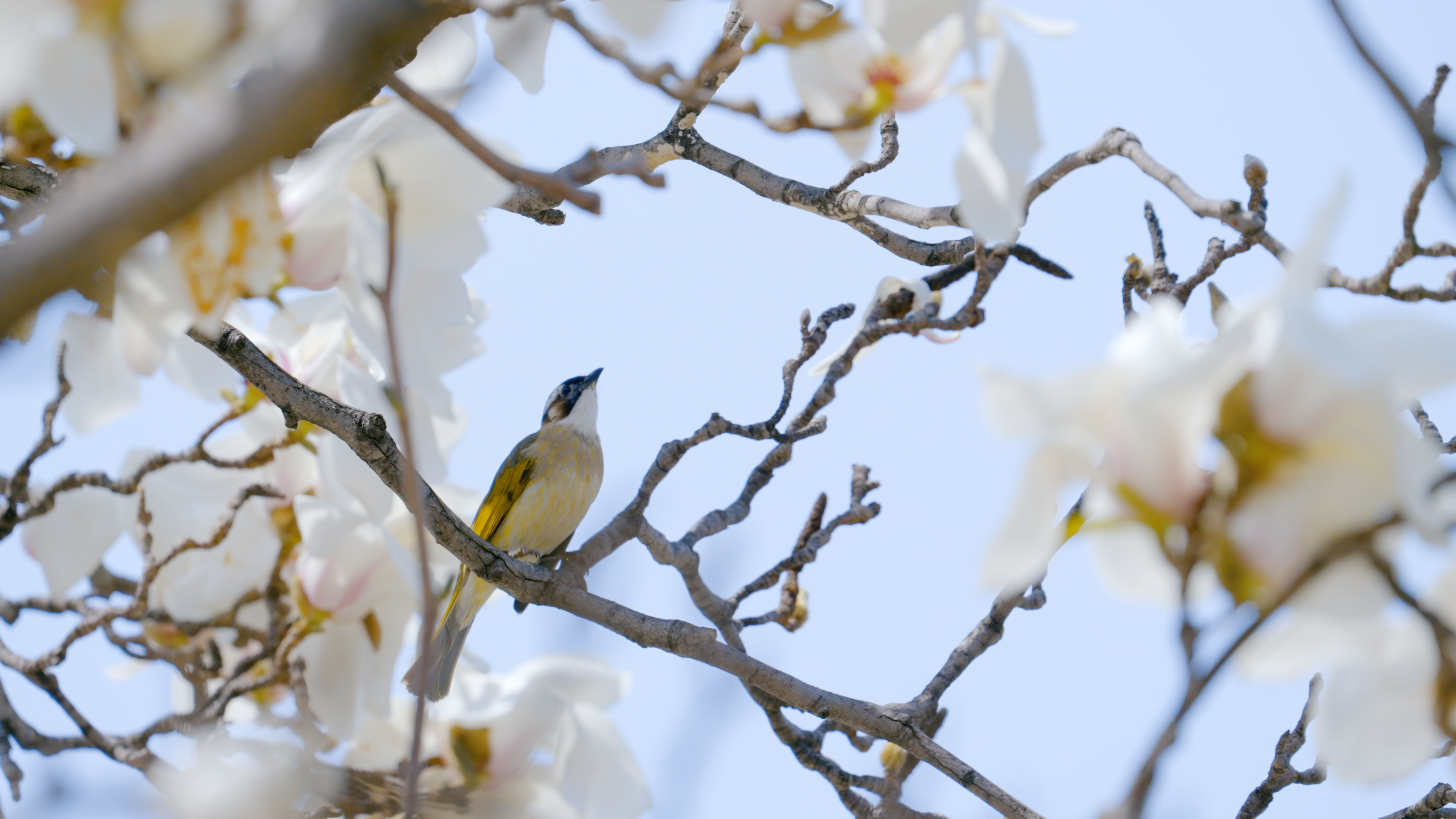 4K樱花树枝小鸟儿春天季节美景视频的预览图