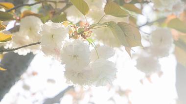 4K实拍唯美樱花春日阳光下的鲜花空镜视频的预览图