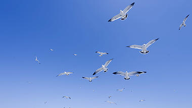 4K蔚蓝天空海鸥鸟群展翅飞扬视频的预览图