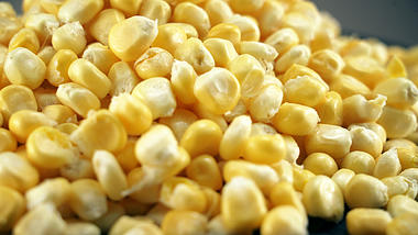 4K新鲜玉米有机农产品实拍视频视频的预览图