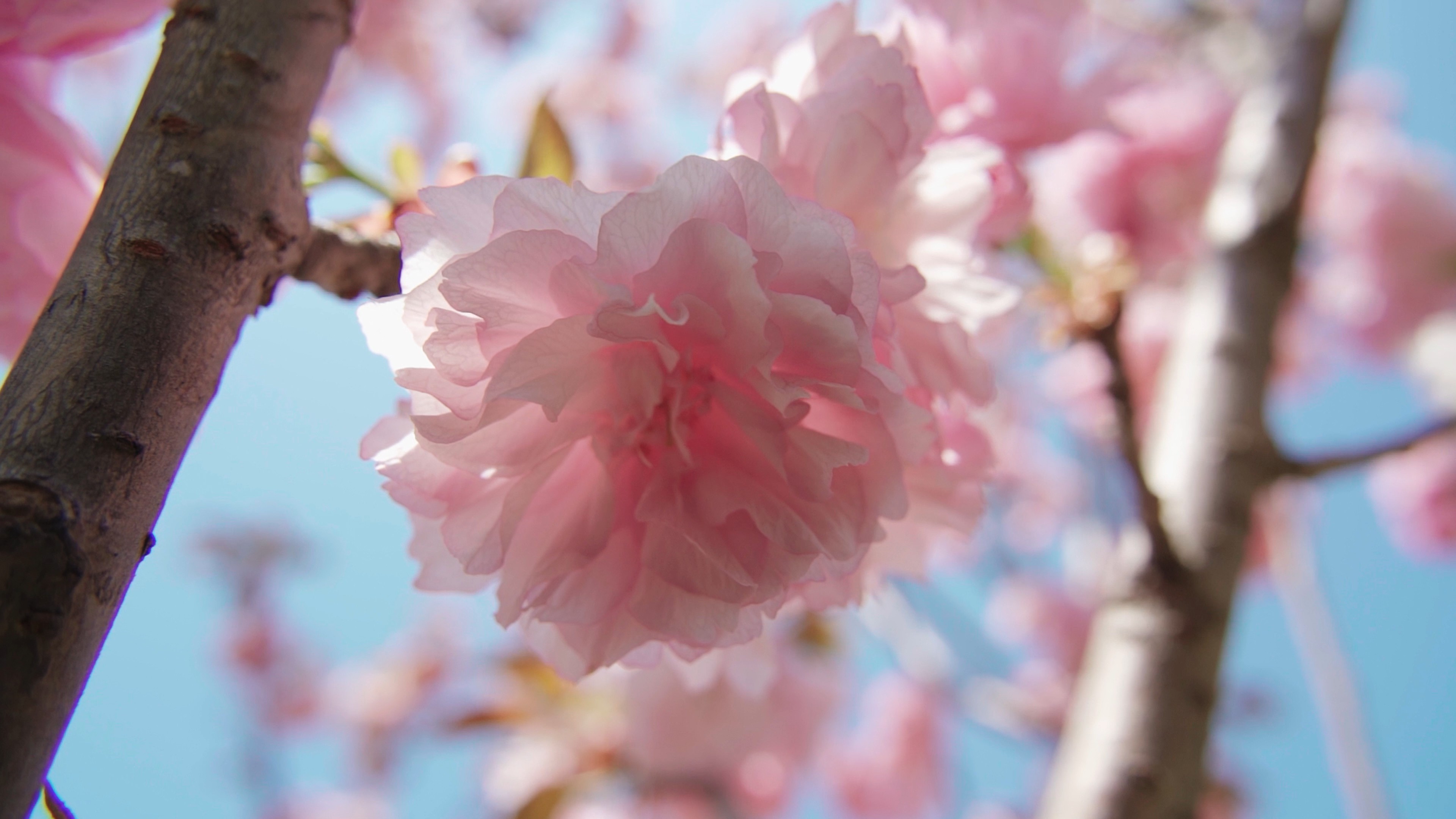 4k唯美春天桃花樱花花朵特写镜头实拍视频的预览图