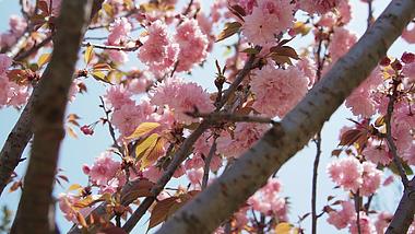 4k春天盛开的桃花樱花花朵空镜实拍视频的预览图