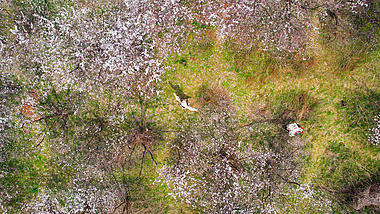 4K俯瞰航拍春天樱花盛开景色视频的预览图