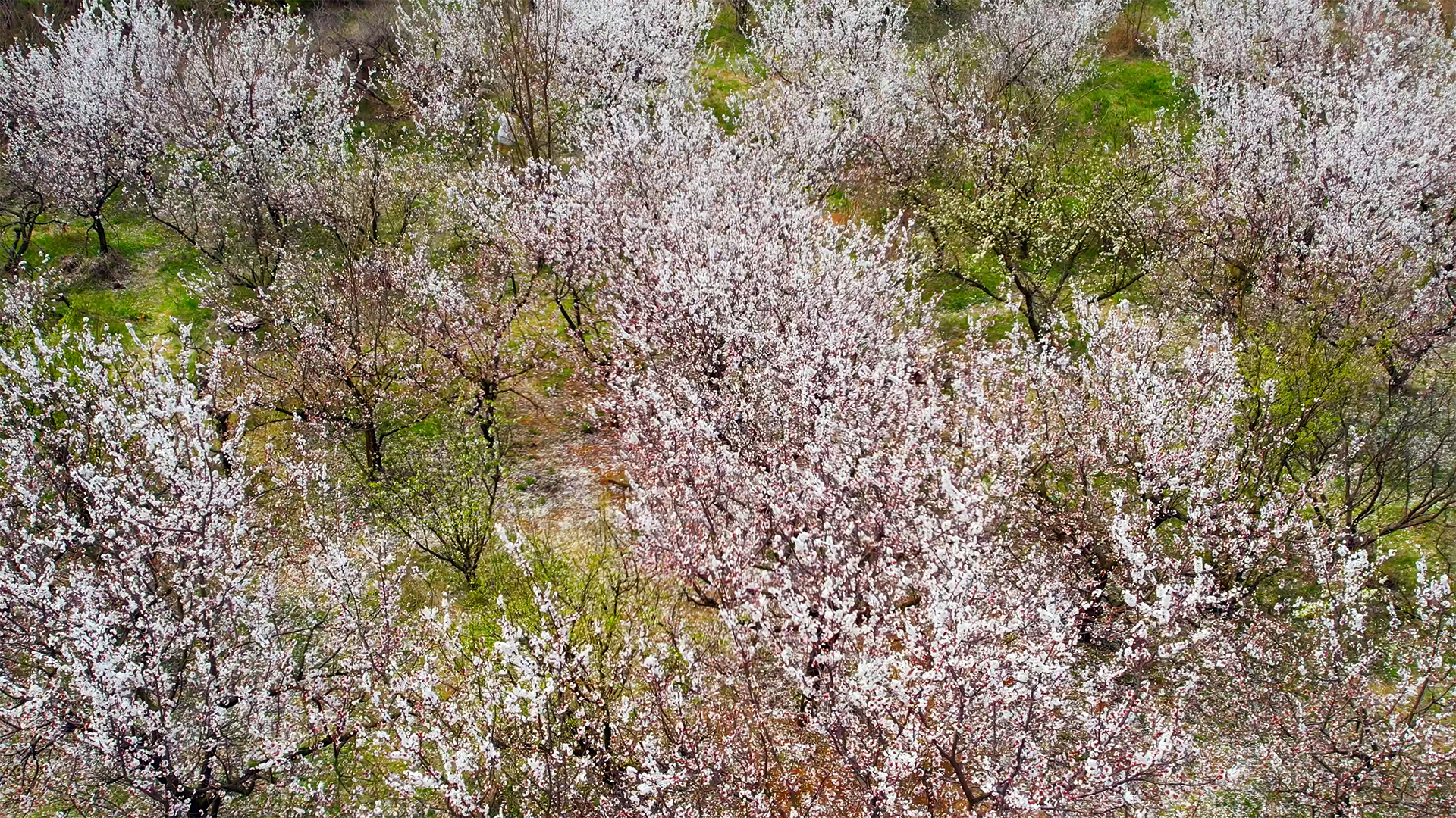 4K春日樱花树航拍盛开花季视频的预览图