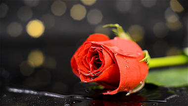 1080P实拍水滴滴落在玫瑰花上浪漫氛围意境空镜视频的预览图