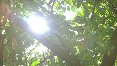 4k实拍唯美小清新植物树叶光影光斑视频的预览图