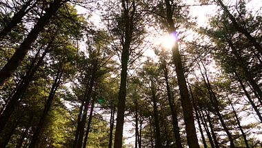 4K森林阳光穿过树叶间隙意境空镜头视频的预览图