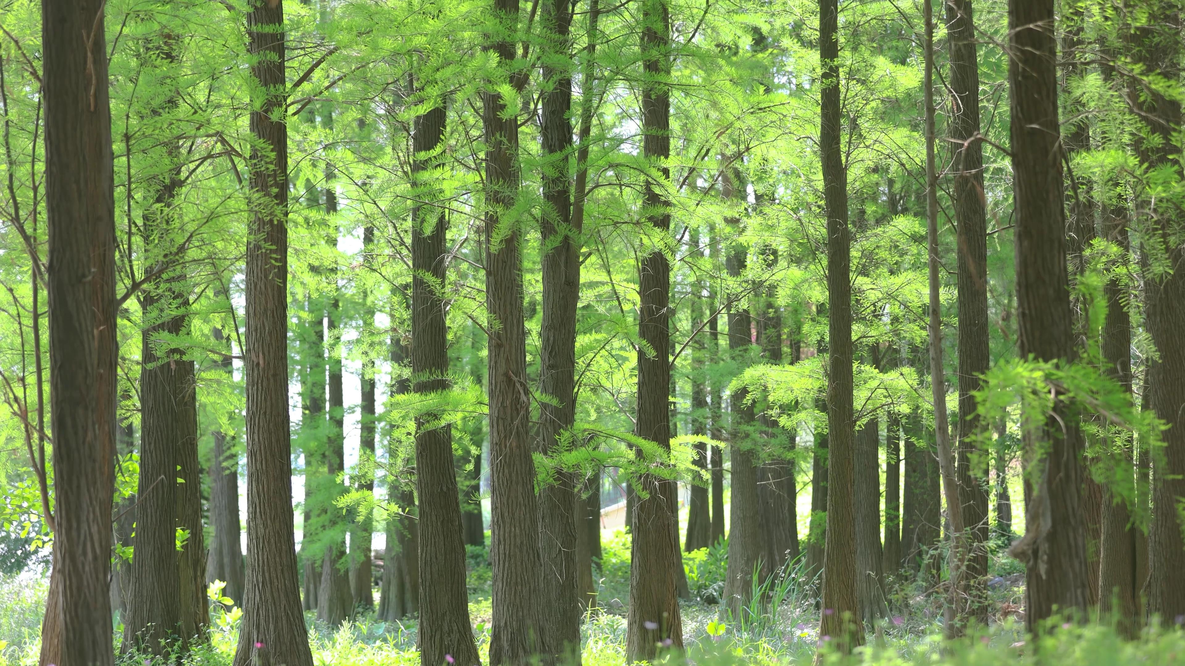 4k实拍小清新森林树木植物自然风光视频的预览图
