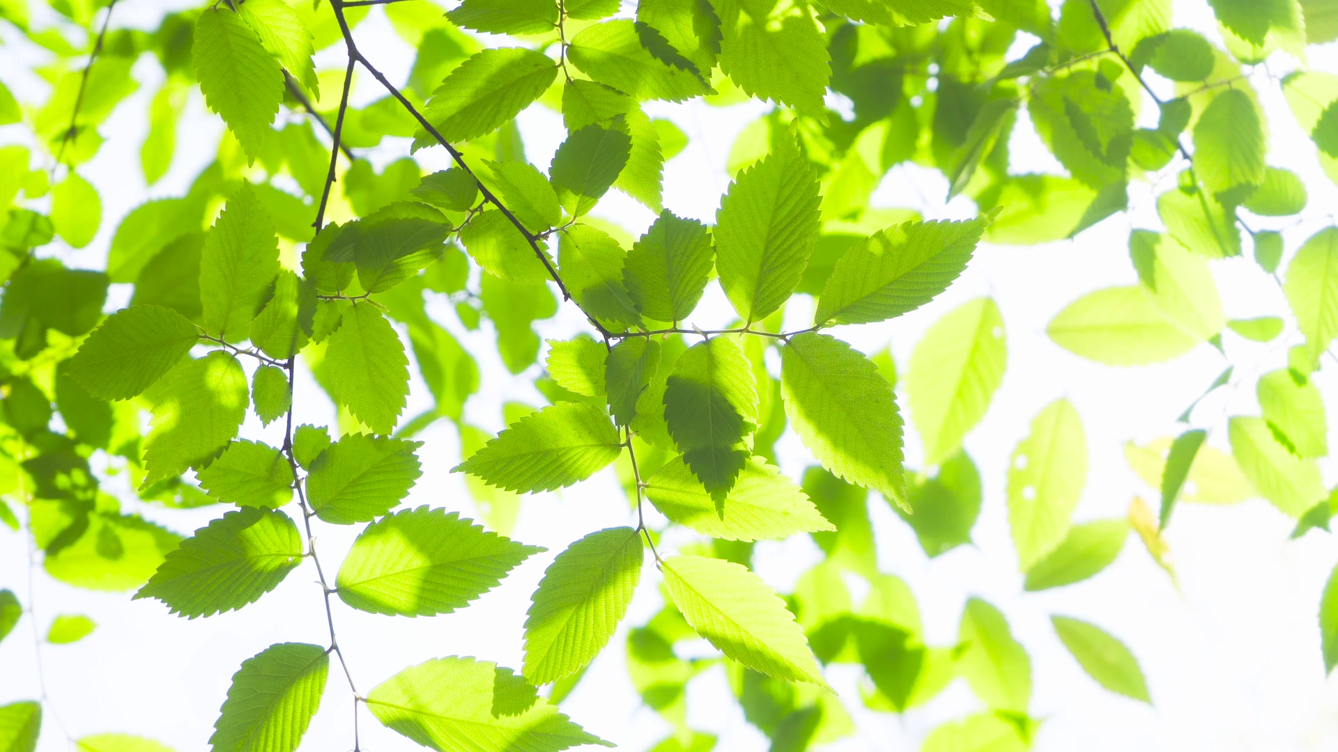 4K实拍树叶逆光意境春天风景视频的预览图