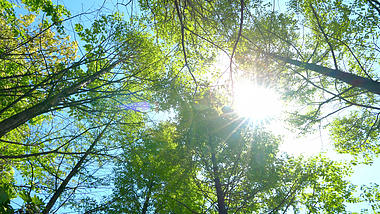 4K拍摄仰拍树林森林阳光照射意境视频的预览图