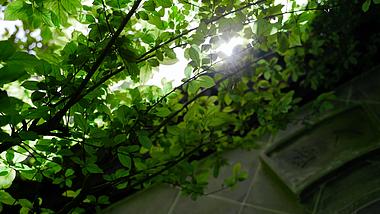 1080阳光穿透绿色树叶唯美炫光实拍视频视频的预览图