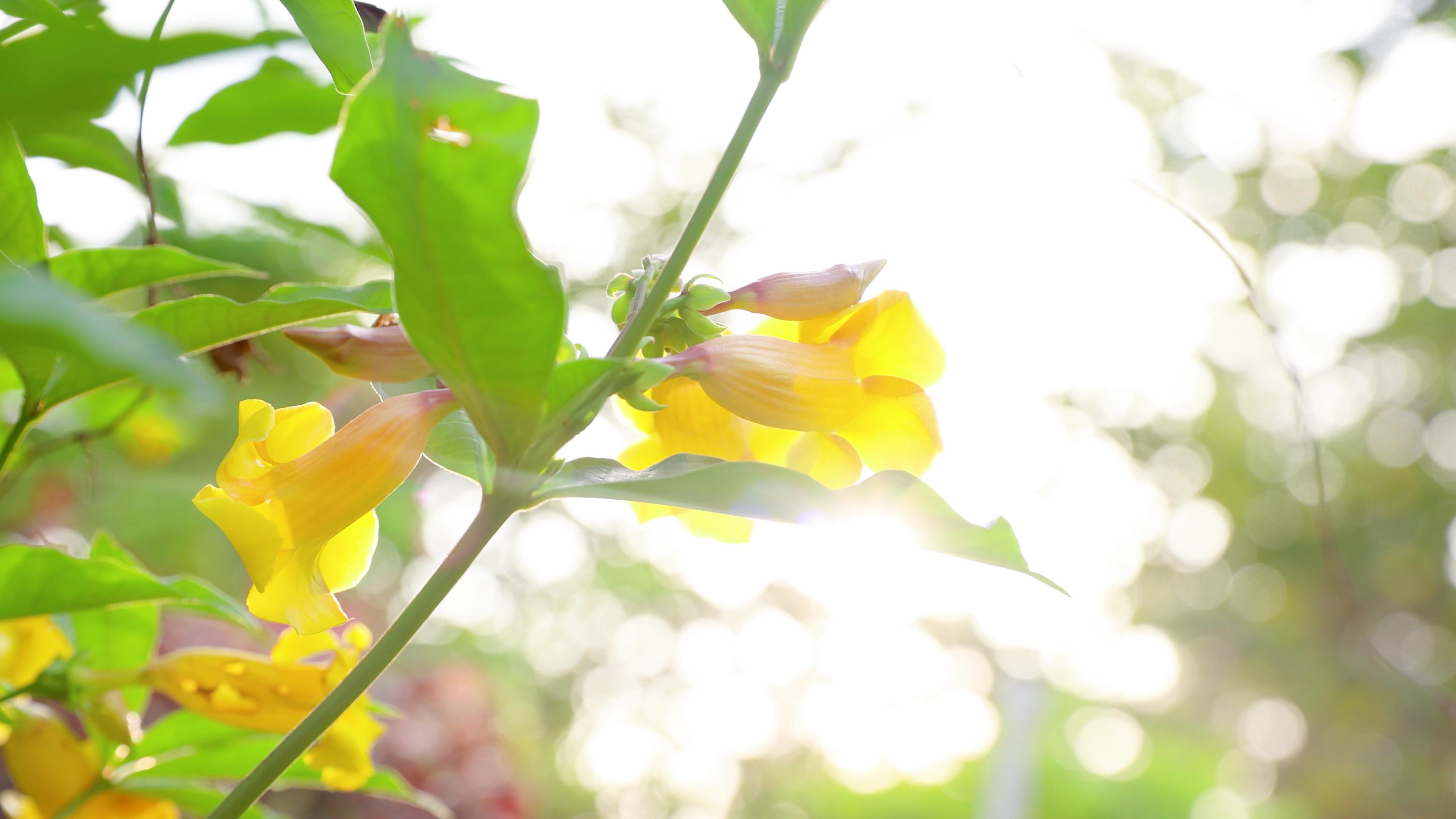 4k实拍初夏温暖阳光穿透鲜花治愈树影视频的预览图