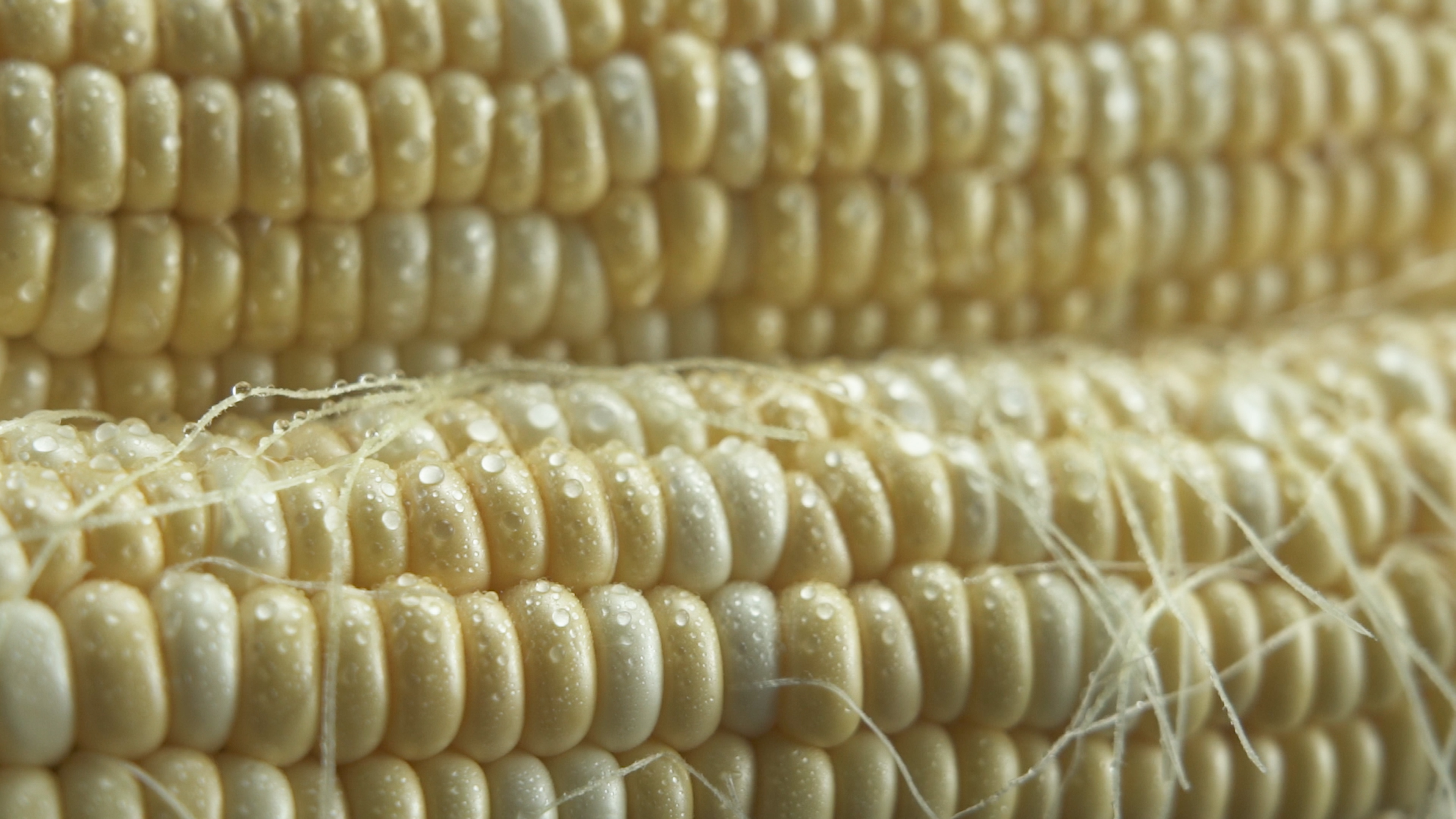 4K实拍有机农产品玉米新鲜饱满玉米棒视频的预览图
