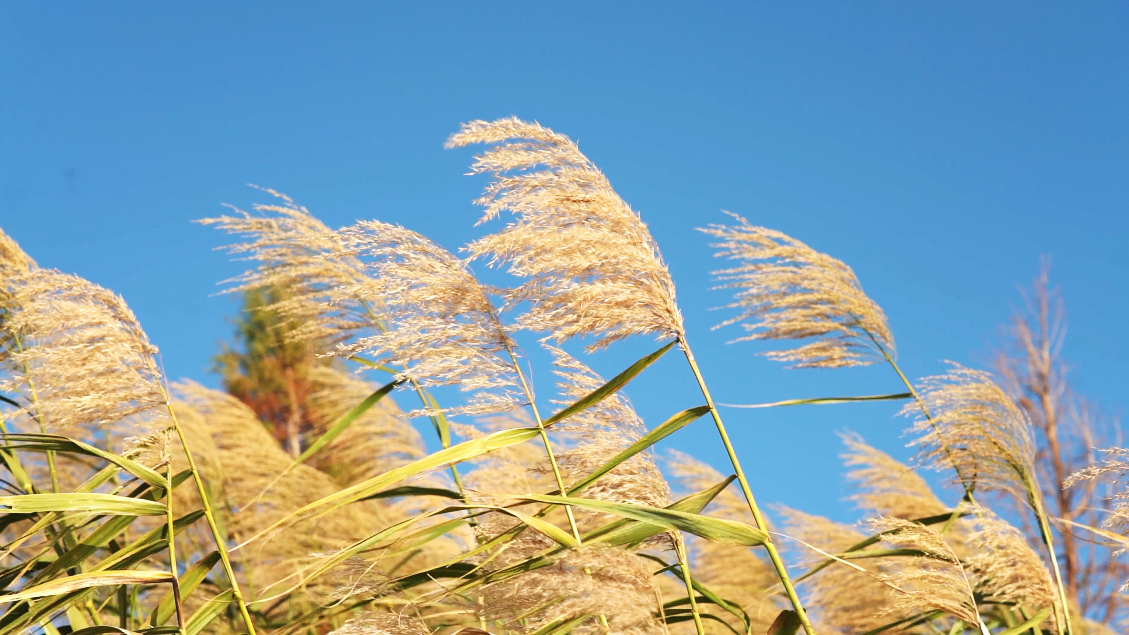 4k蓝天下被风吹动的芦苇植物风景视频的预览图