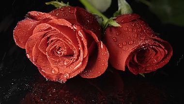 4k玫瑰花喷水花瓣水珠实拍视频的预览图