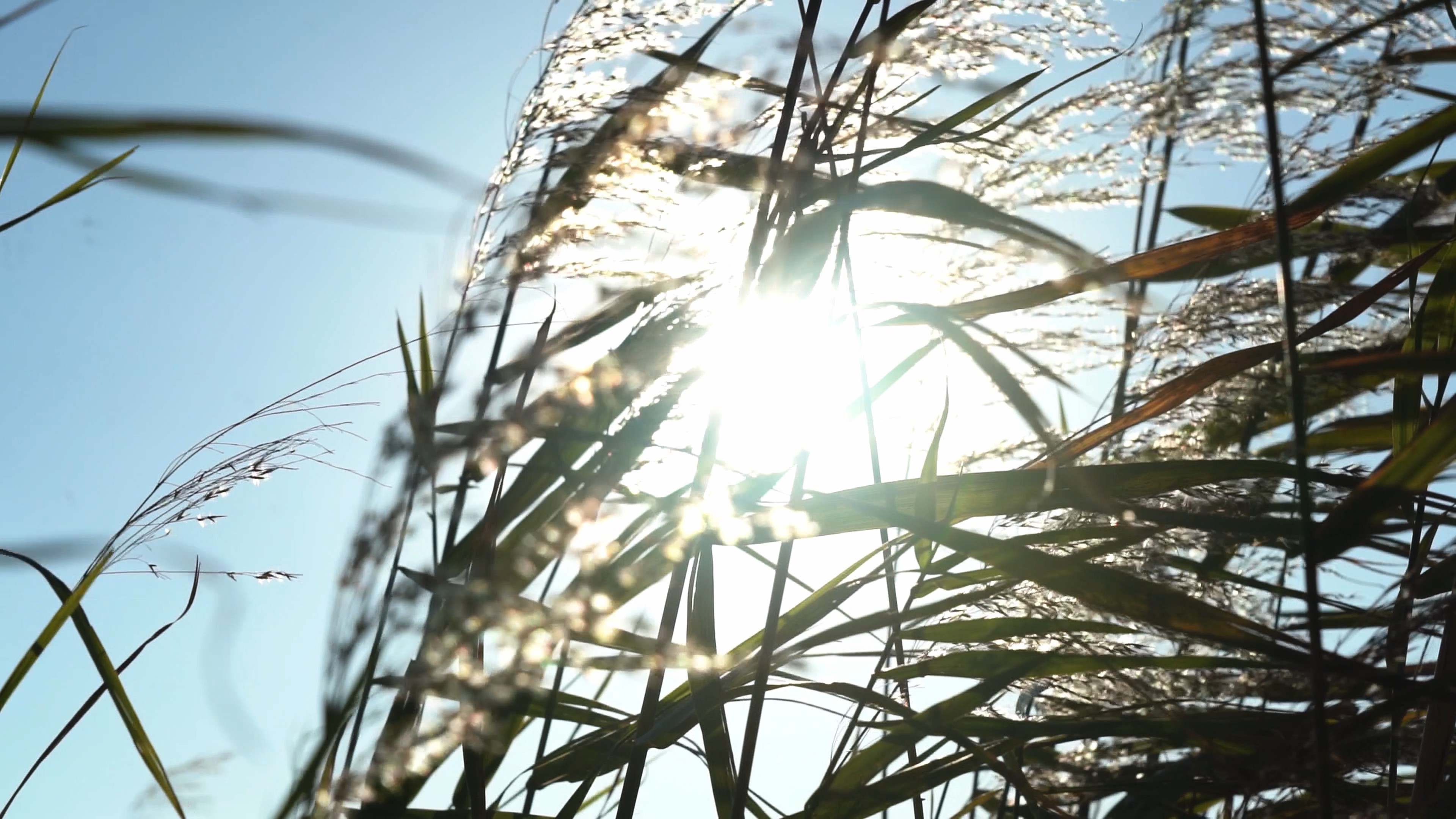 4k阳光穿过芦苇自然植物唯美空镜视频的预览图