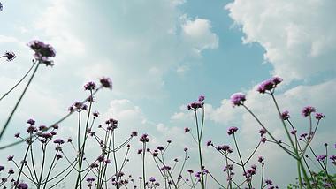 4k随风摇动的马鞭草紫色花朵风景视频的预览图