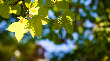 4k实拍阳光透过树叶唯美意境空镜头视频的预览图