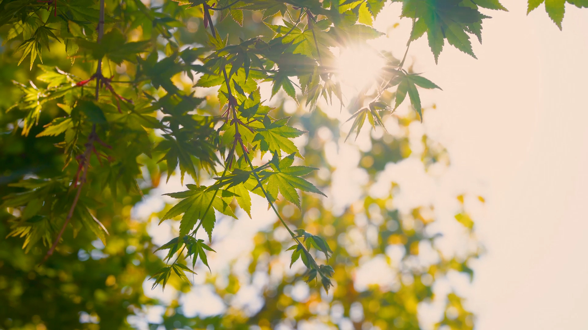 4k实拍初夏风景阳光透过枫叶空镜头视频的预览图