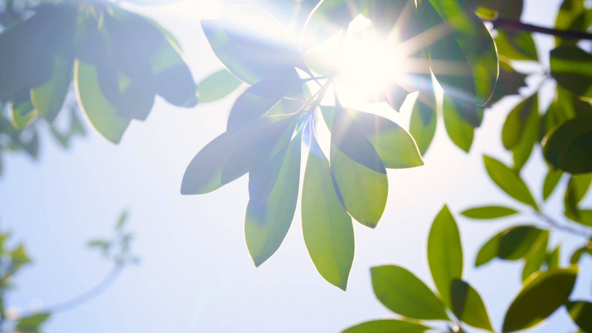 4k实拍唯美自然风光阳光透过树叶空镜头视频的预览图