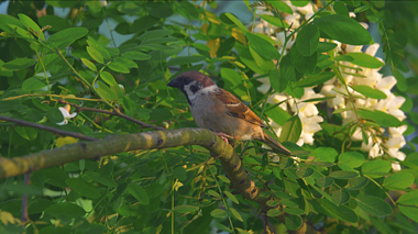 4K实拍树枝头上小鸟吃食鸟吃虫自然空镜视频的预览图