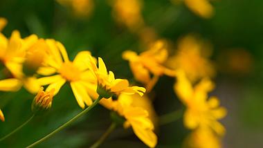 1080夏日清新自然黄色小雏菊空镜实拍视频视频的预览图