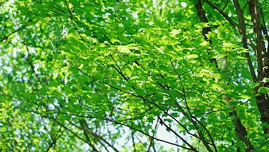 4k微风吹动绿叶初夏清新唯美树叶空镜视频的预览图