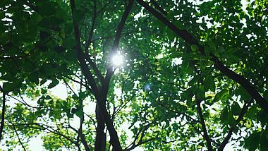 4k实拍夏天阳光透过树叶空镜自然风景视频的预览图
