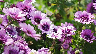4k实拍唯美紫色花朵荷兰菊植物风景视频的预览图