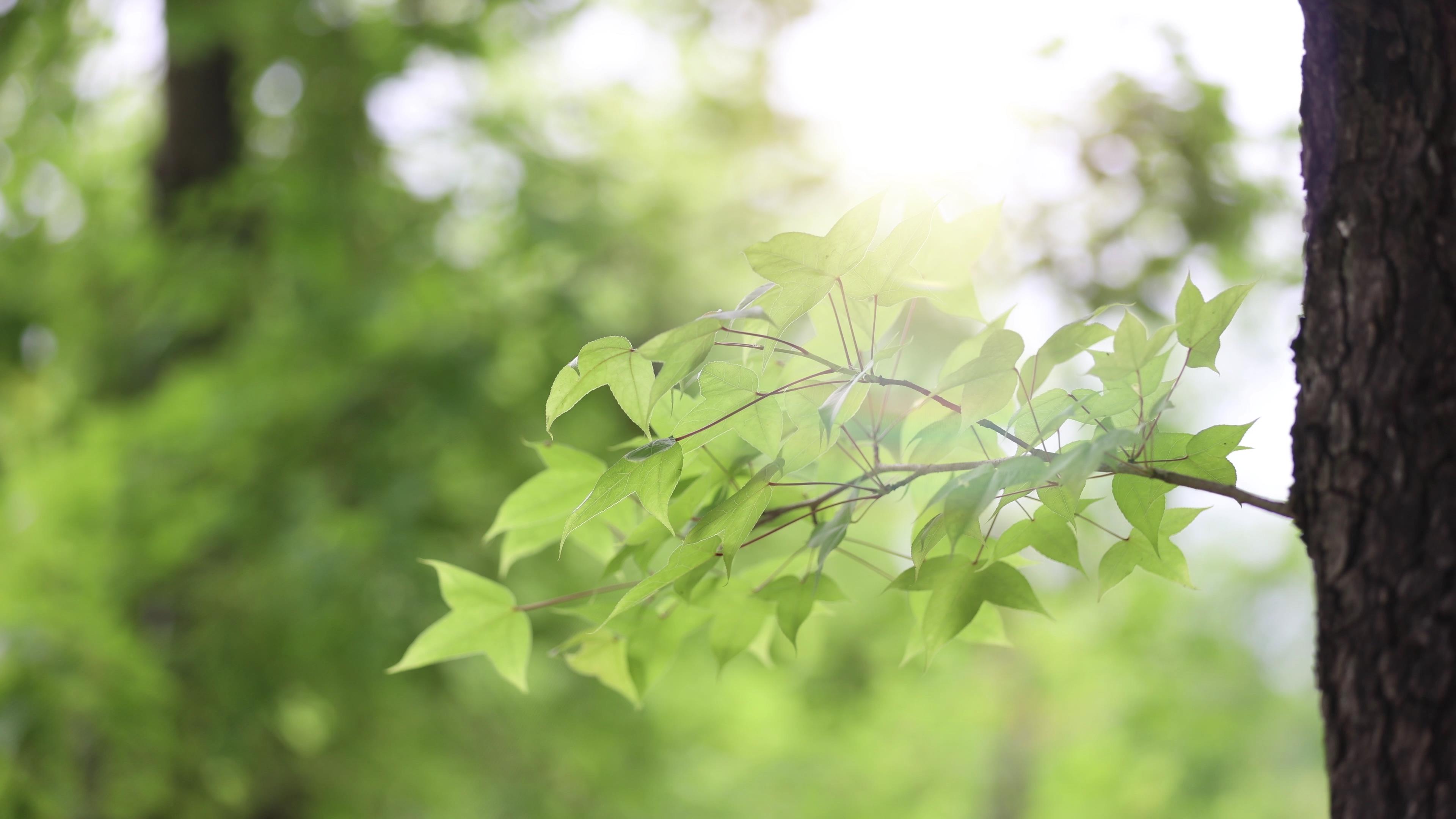 4k实拍唯美树林树叶阳光照射逆光光影空镜视频的预览图