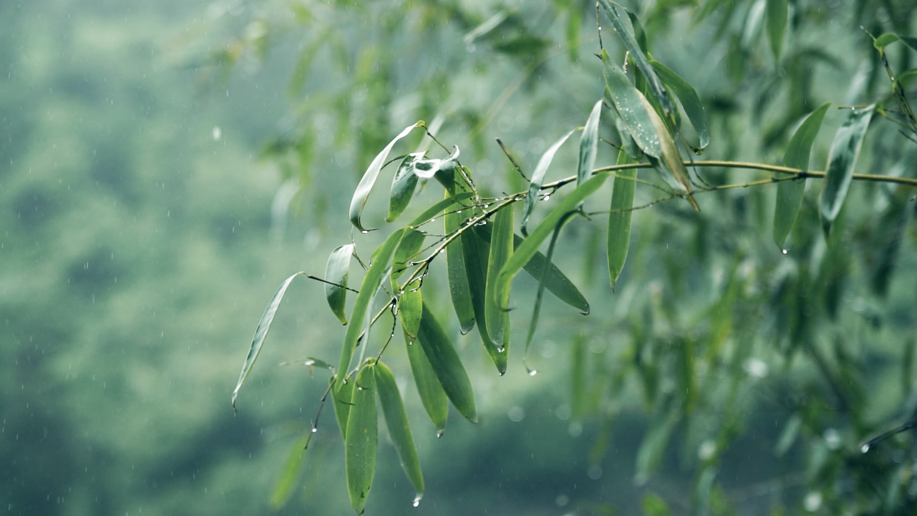 4K实拍雨天雨水滴落在竹叶上空镜头实拍视频的预览图