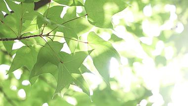 4k实拍逆光唯美夏天小清新植物树叶视频的预览图