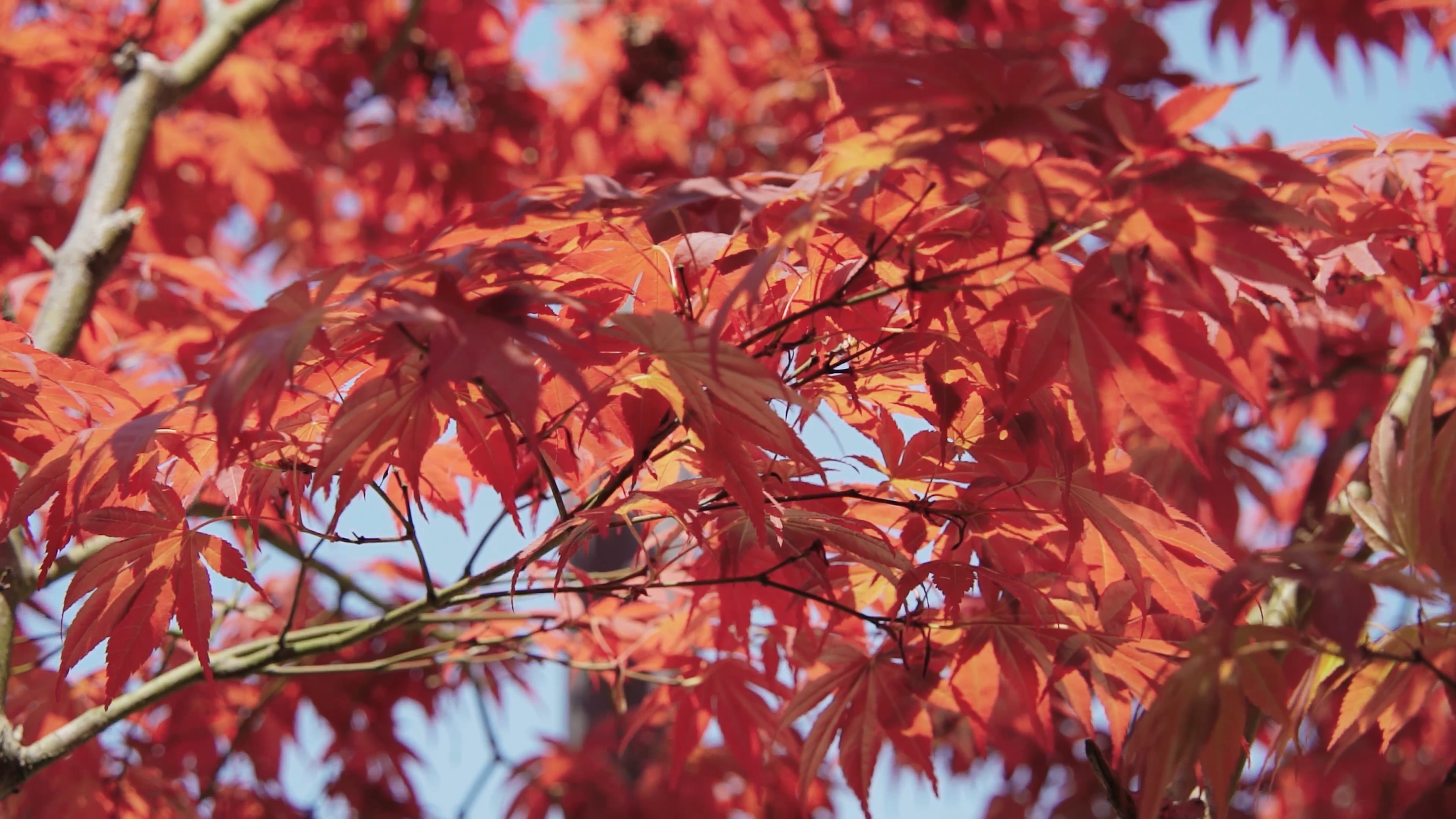 4k实拍红色枫叶树叶唯美植物风景视频的预览图