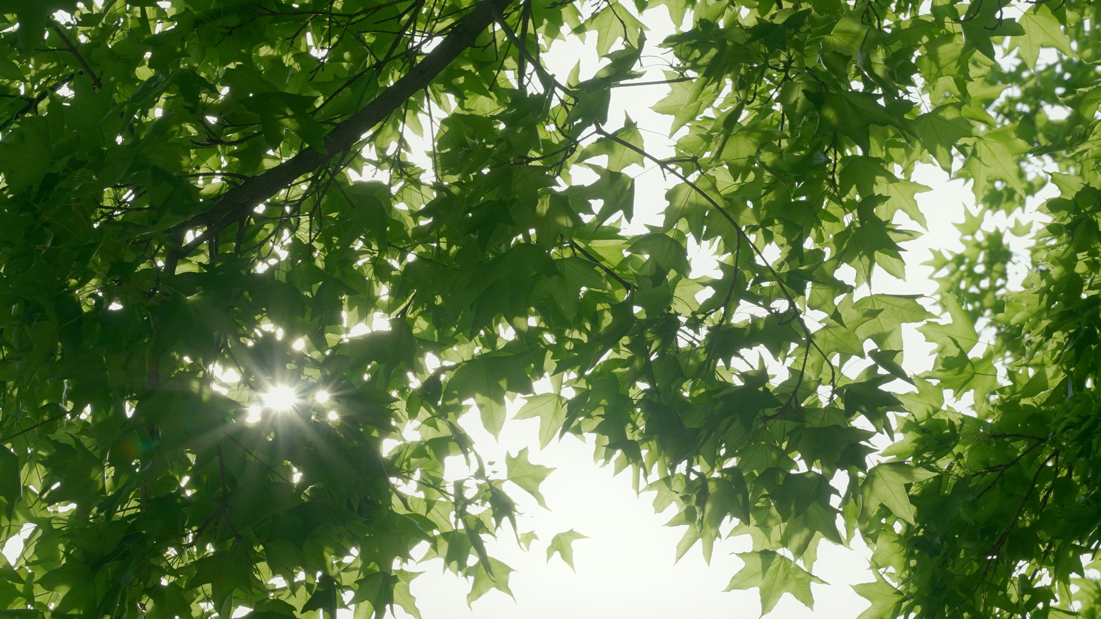 4K大自然风景树叶树梢太阳空镜头视频的预览图