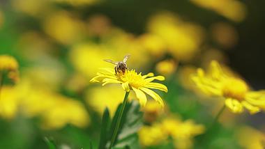 4k实拍花朵上的小蜜蜂昆虫自然风光视频的预览图