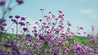 4k实拍盛开的马鞭草紫色花朵夏天风景视频的预览图