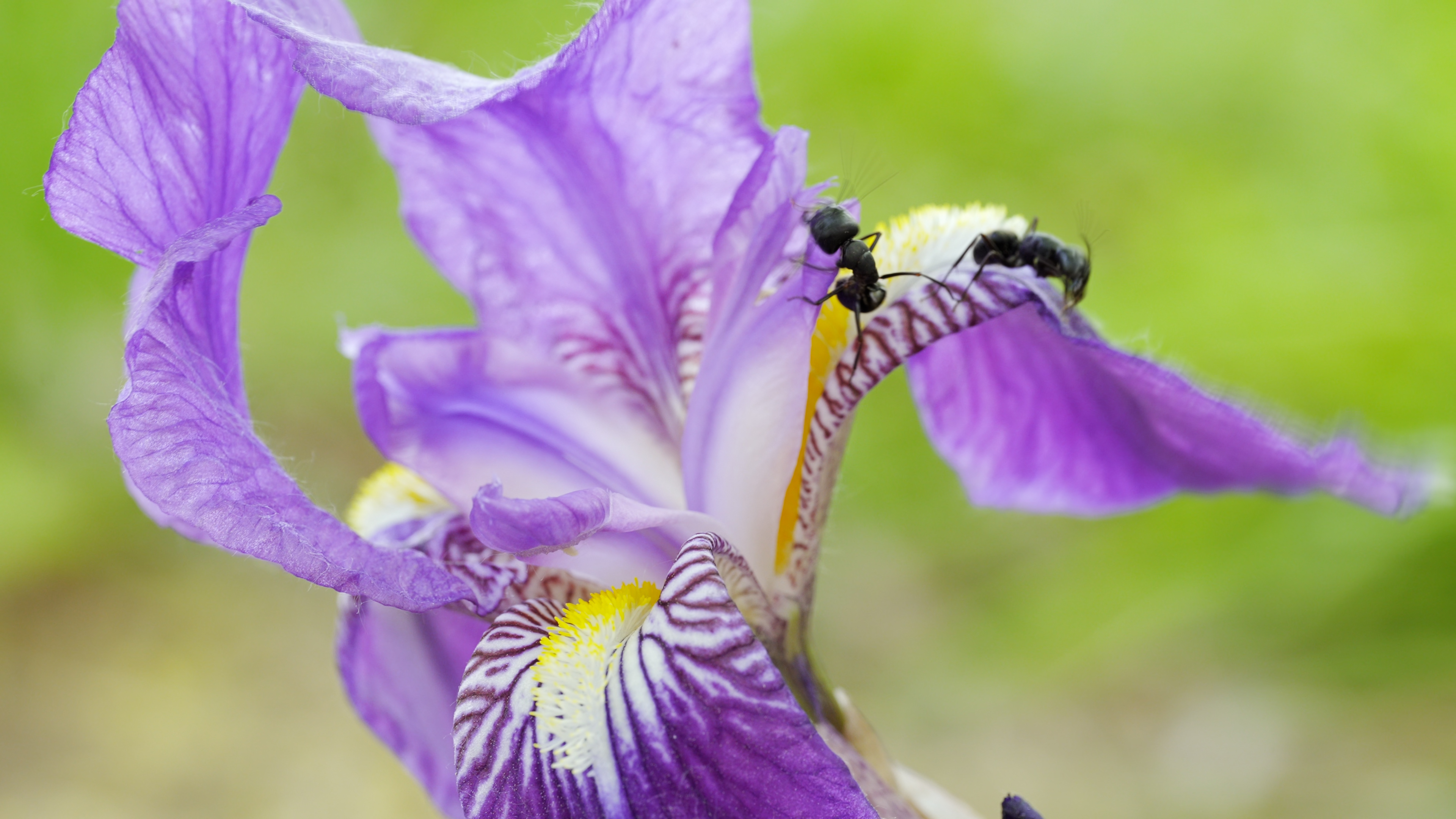 4K延时花朵上的蚂蚁昆虫觅食视频的预览图