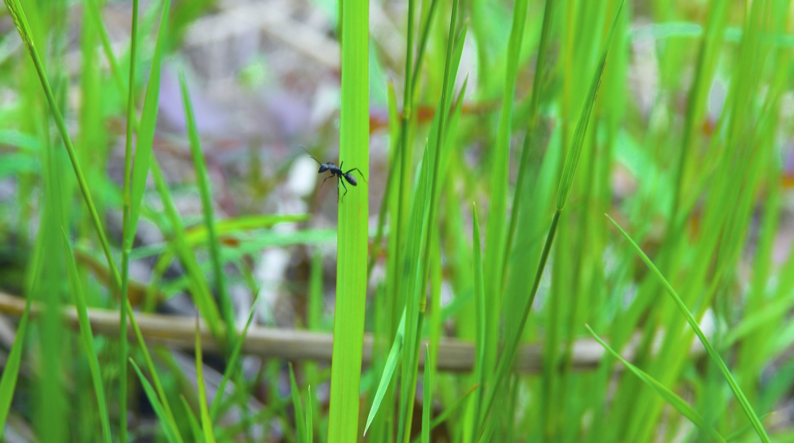 4K实拍草叶上的蚂蚁虫子黑蚁视频的预览图
