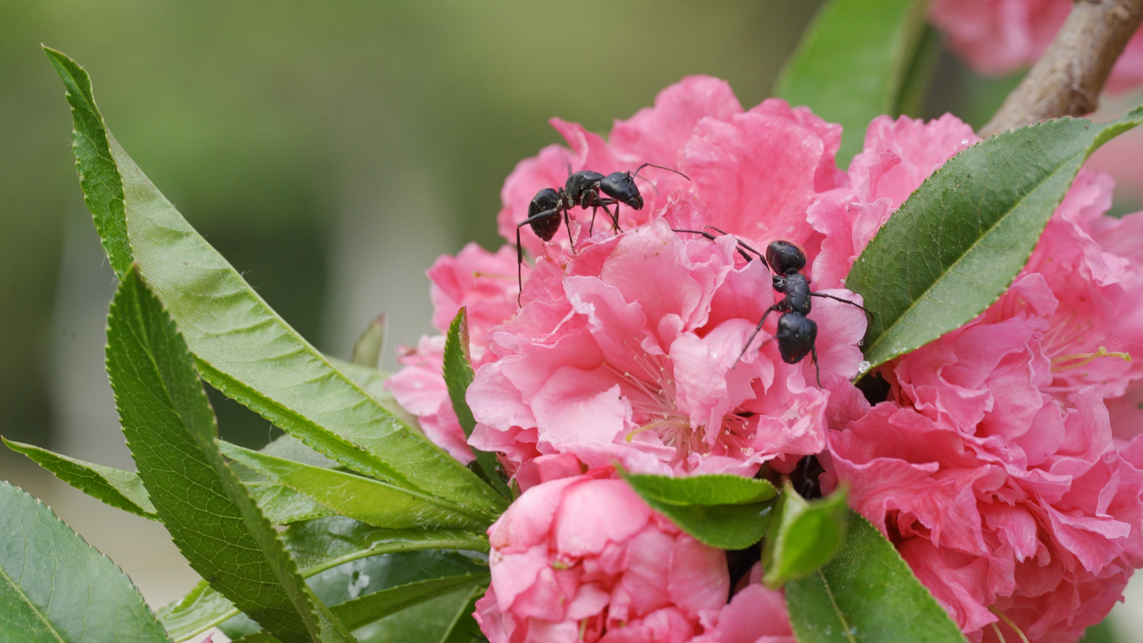 4K盛开花朵蚂蚁攀爬气息昆虫视频的预览图
