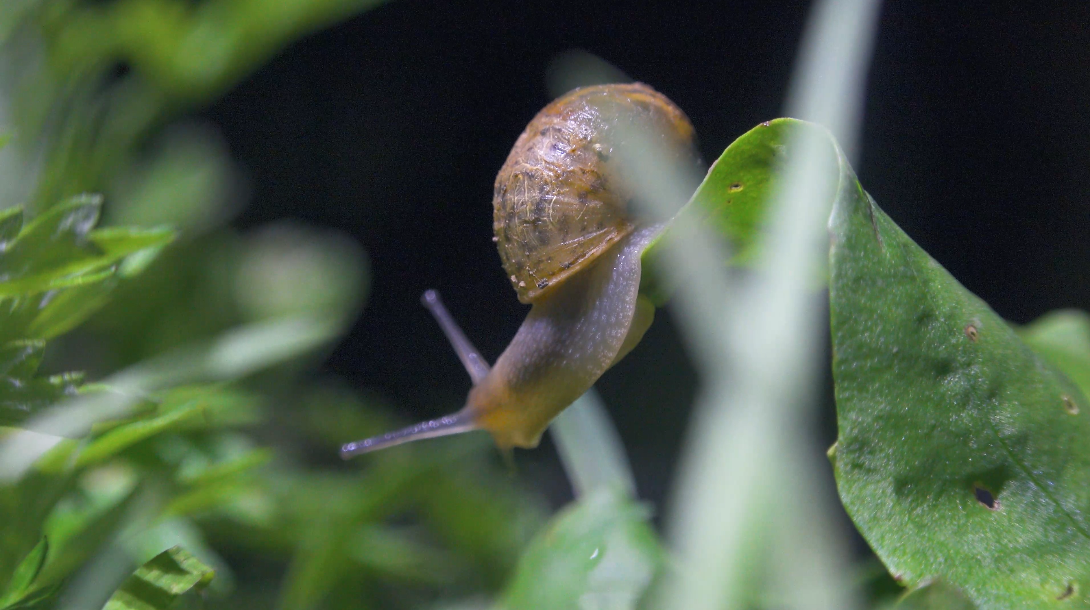4K实拍蜗牛水牛儿草丛小蜗牛视频的预览图