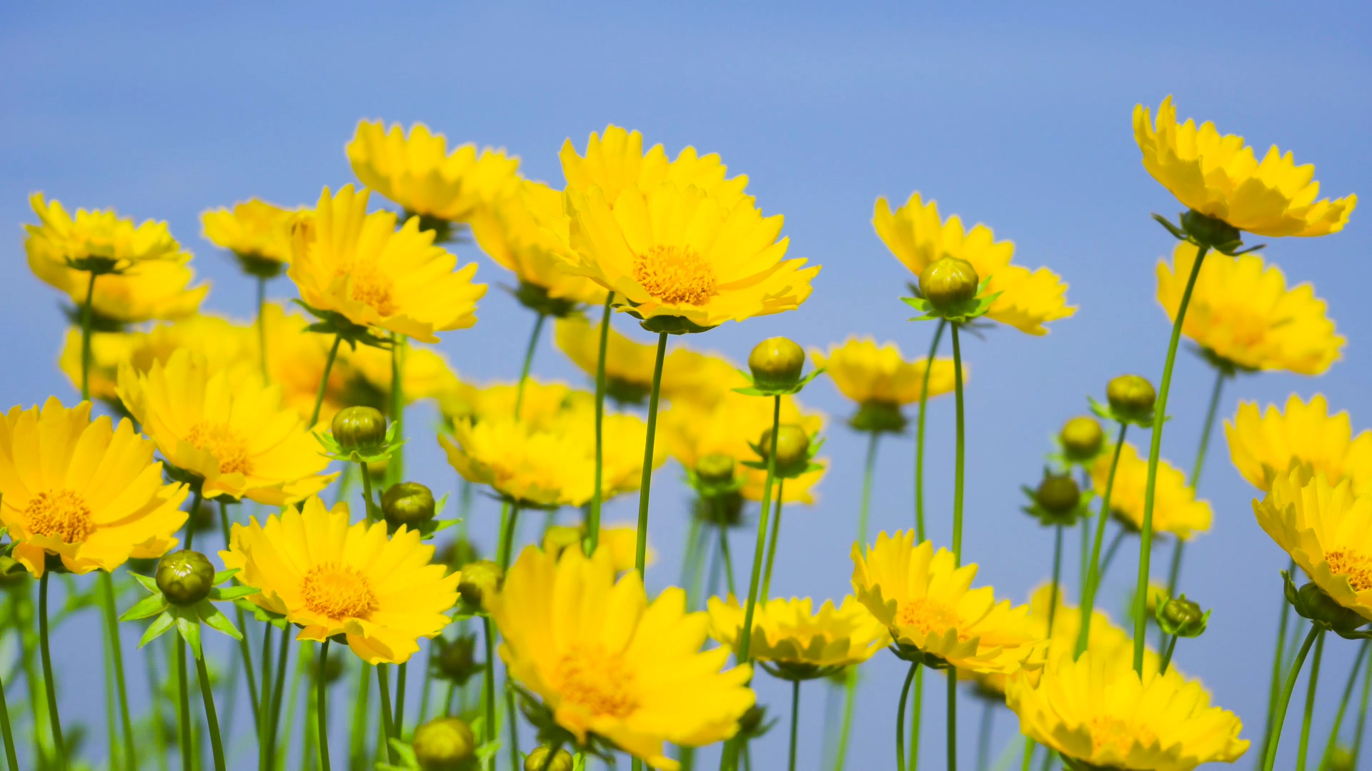 4K实拍唯美夏季花朵风中摇曳的金鸡菊视频的预览图