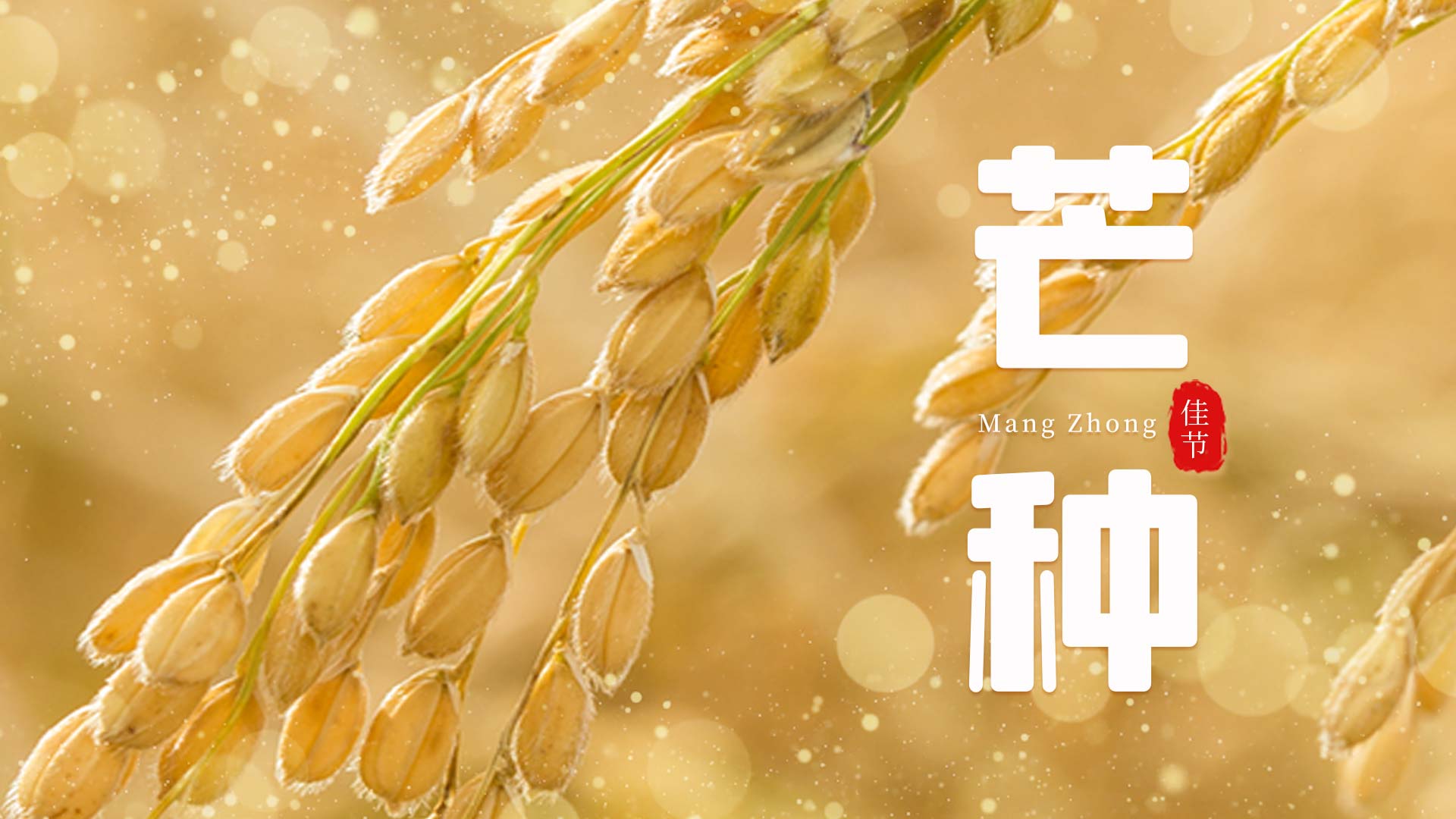 原创二十四节气芒种稻子金色麦穗片头AE视频模板视频的预览图