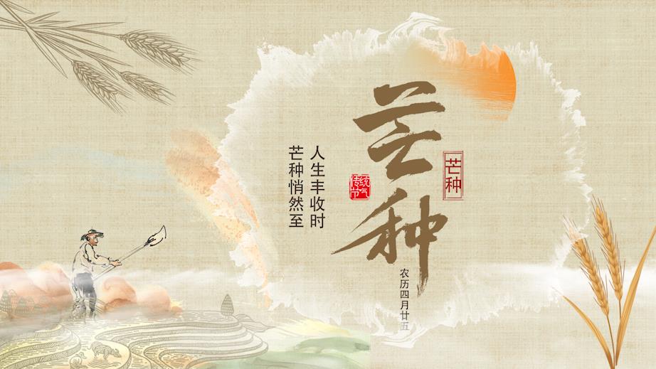 原创古风二十四节气芒种麦子黄色中国风片头视频AE模板视频的预览图
