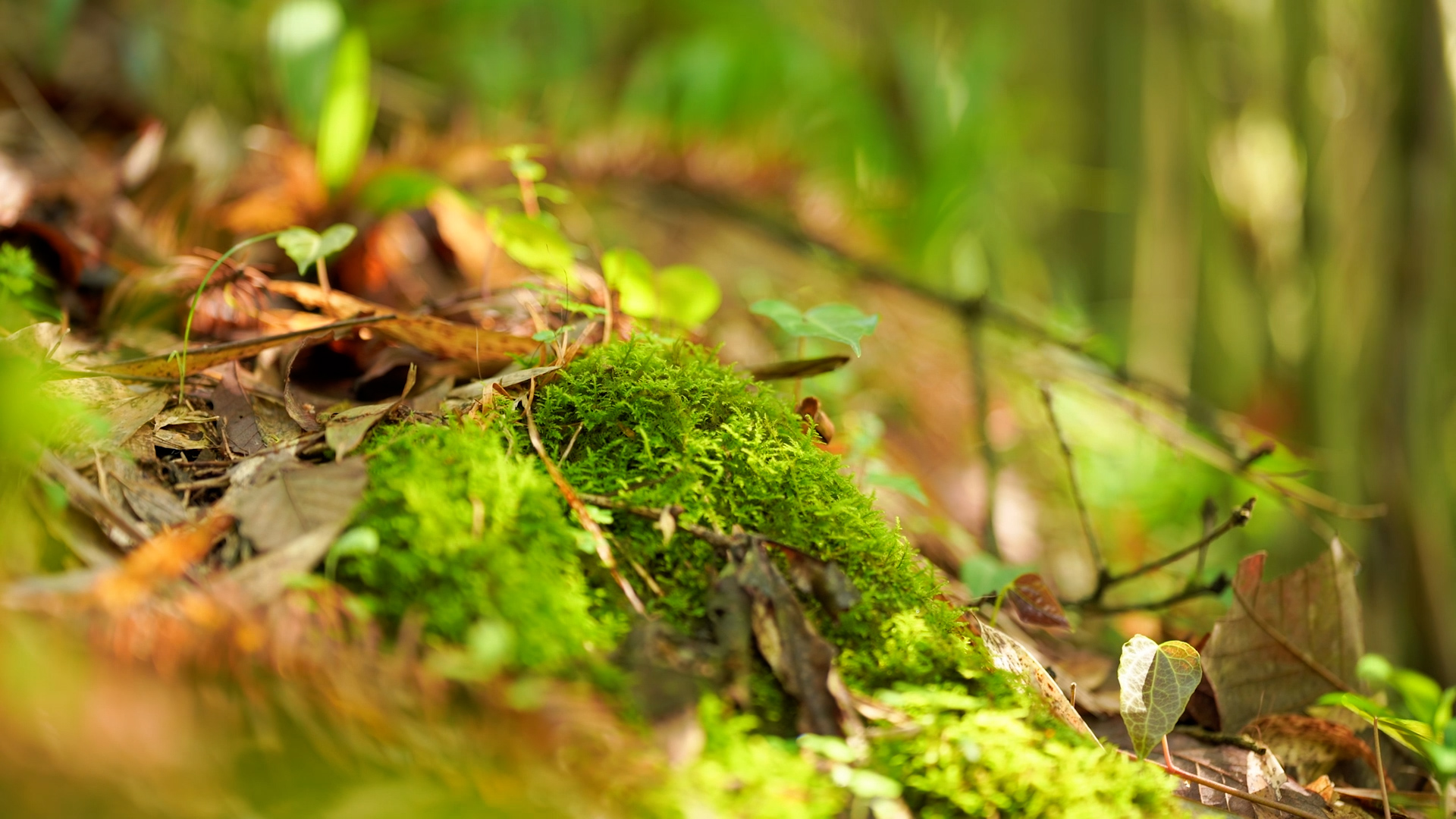 4k实拍唯美自然风光阳光下的苔藓空镜视频的预览图
