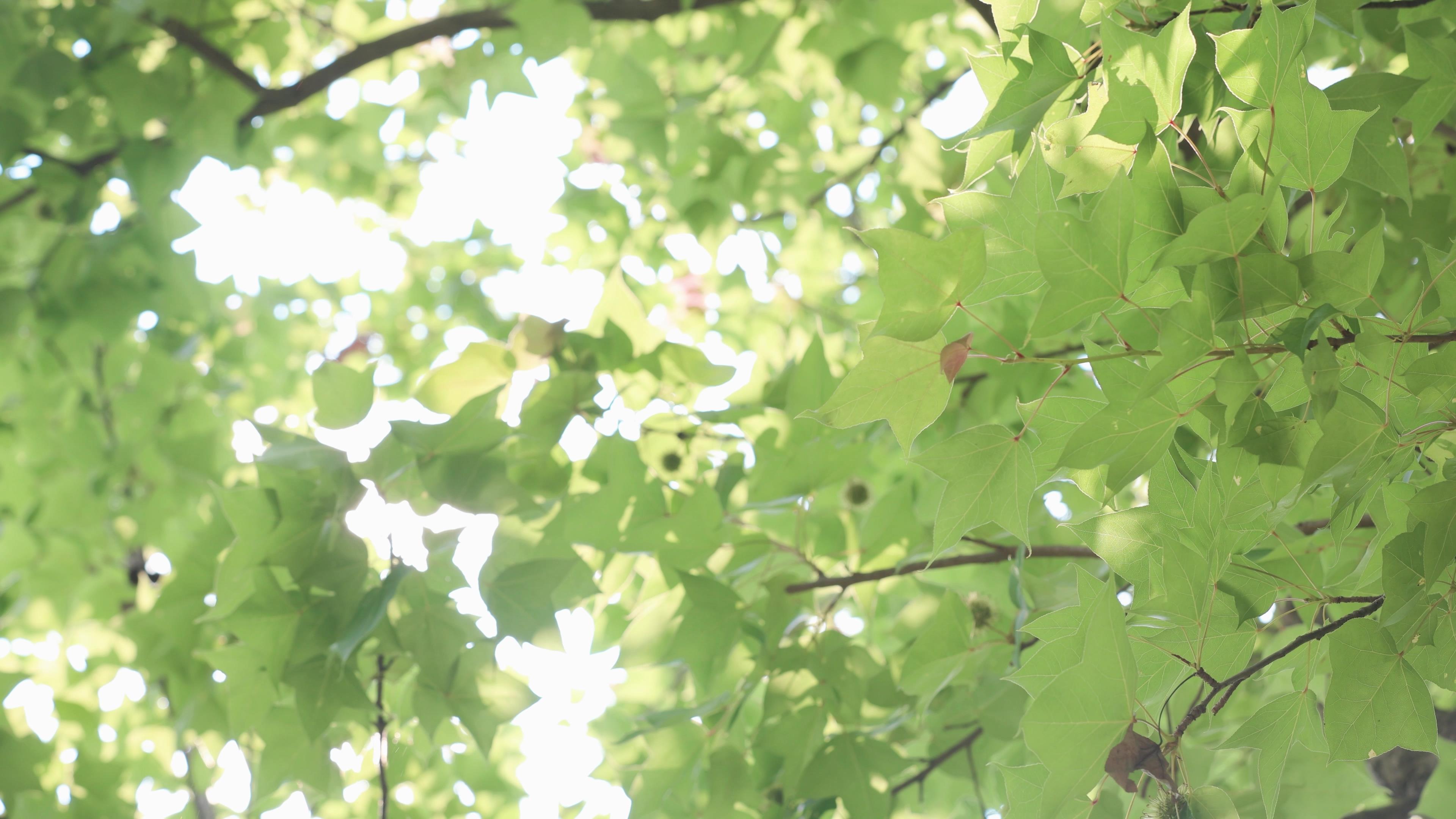 4k实拍唯美阳光植物自然风光空镜头视频的预览图
