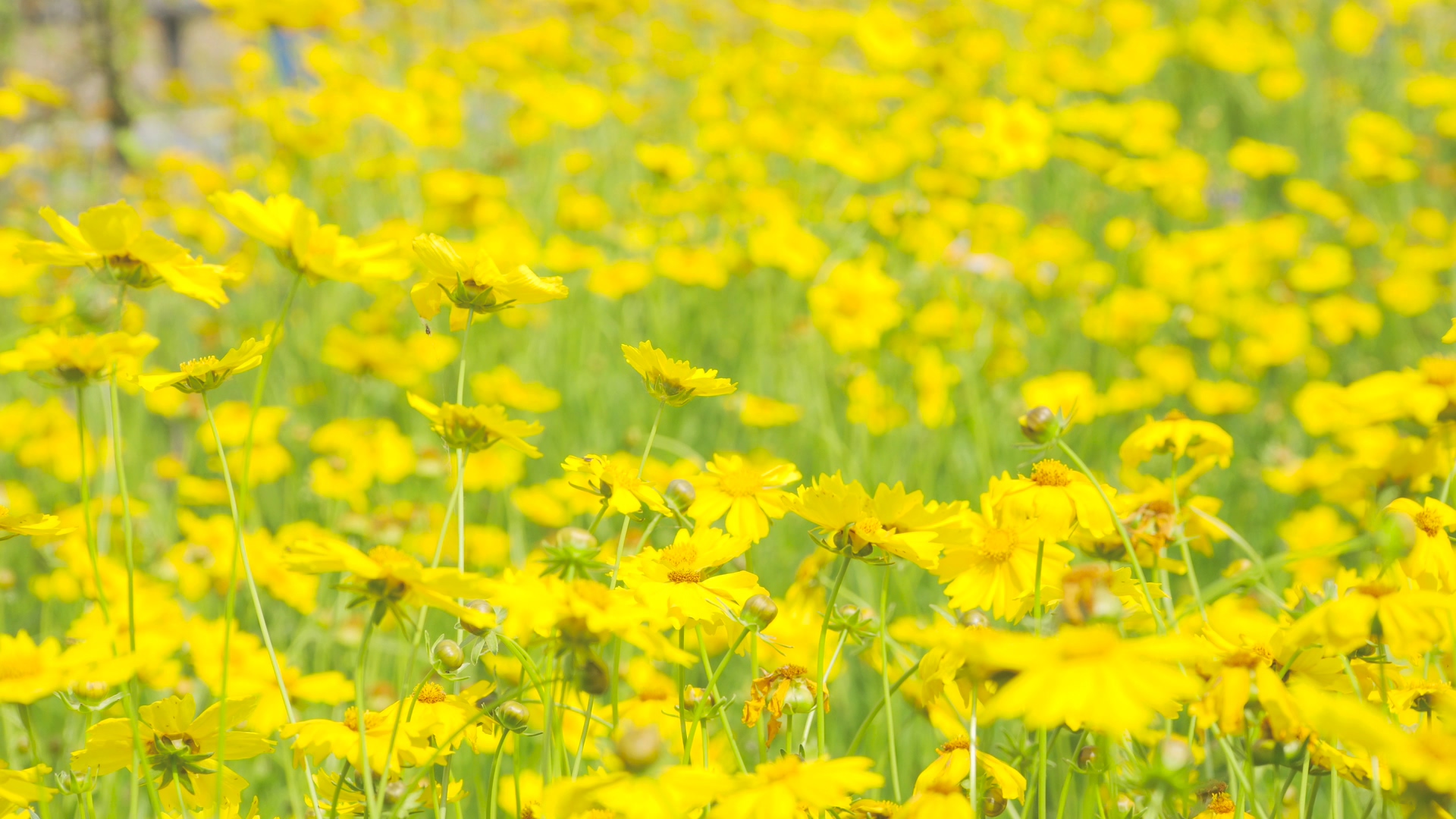 4K实拍夏日花朵意境黄色金鸡菊花视频的预览图