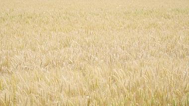 4K实拍农业丰收麦子成熟麦田视频的预览图