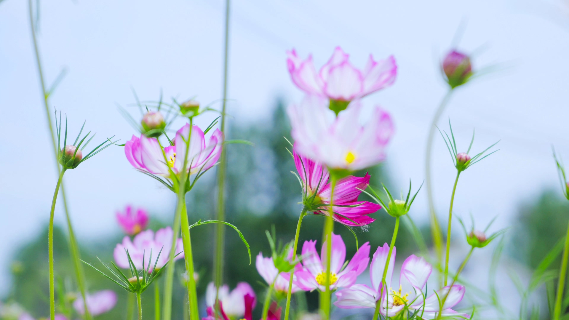 4K实拍夏日花朵意境波斯菊视频的预览图