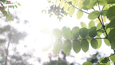 4k实拍逆光唯美阳光植物树叶自然空镜视频的预览图